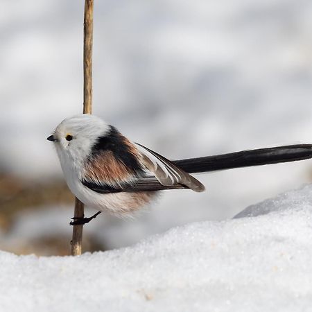 16 - Fulufjellets Nasjonalparker - Natur-, Dyre- Og Fugleopplevelser Ljørdal Exteriér fotografie