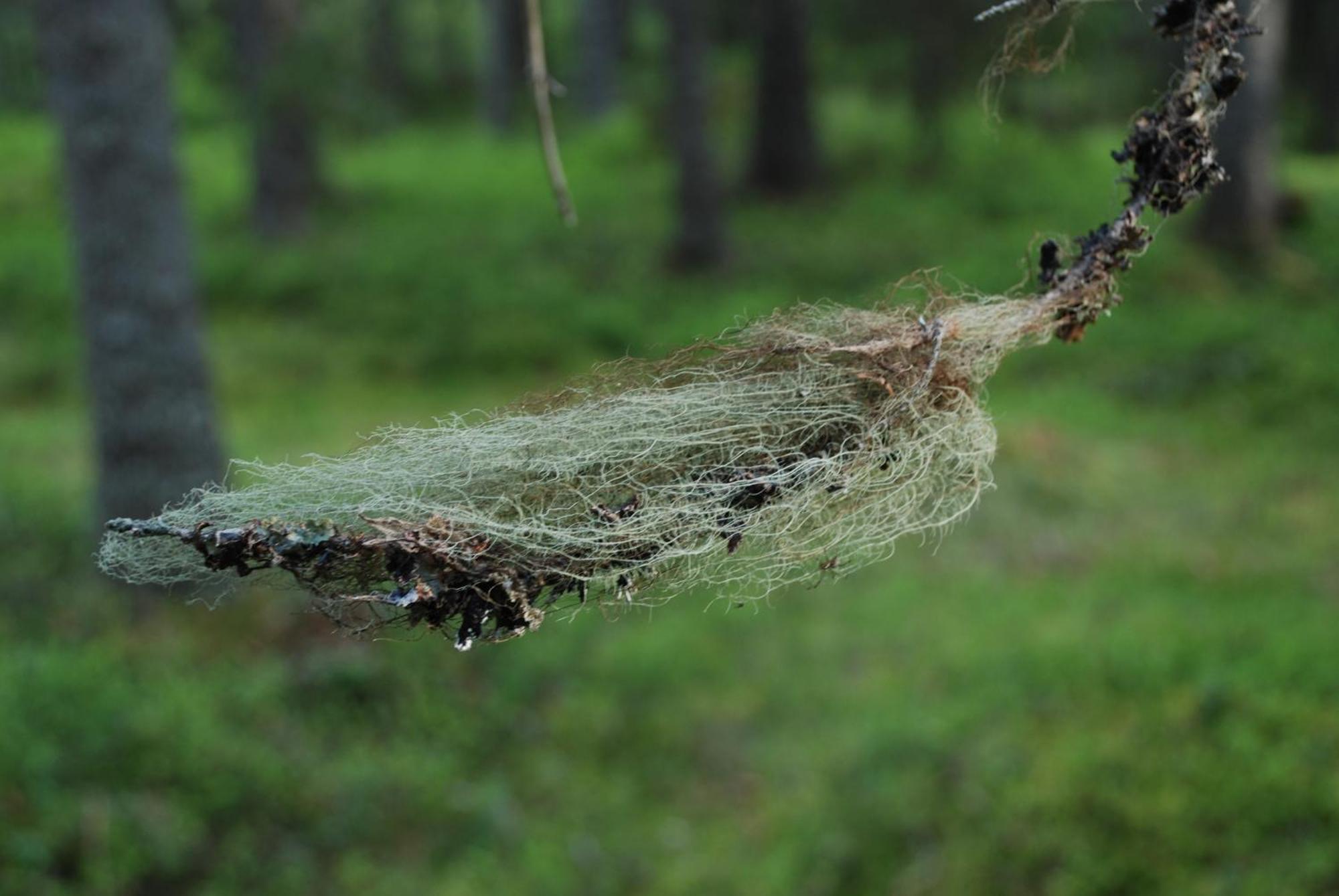 16 - Fulufjellets Nasjonalparker - Natur-, Dyre- Og Fugleopplevelser Ljørdal Exteriér fotografie