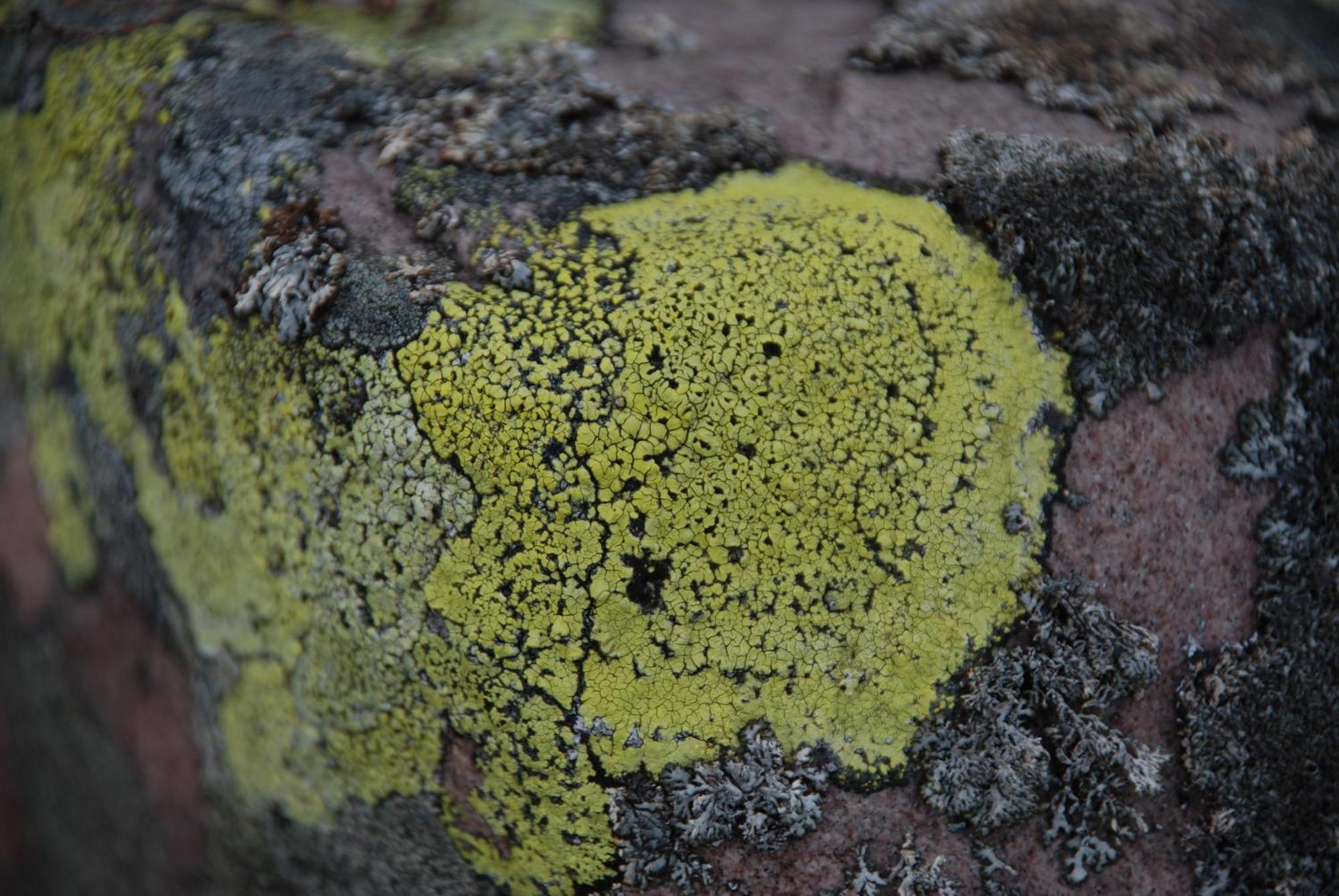 16 - Fulufjellets Nasjonalparker - Natur-, Dyre- Og Fugleopplevelser Ljørdal Exteriér fotografie