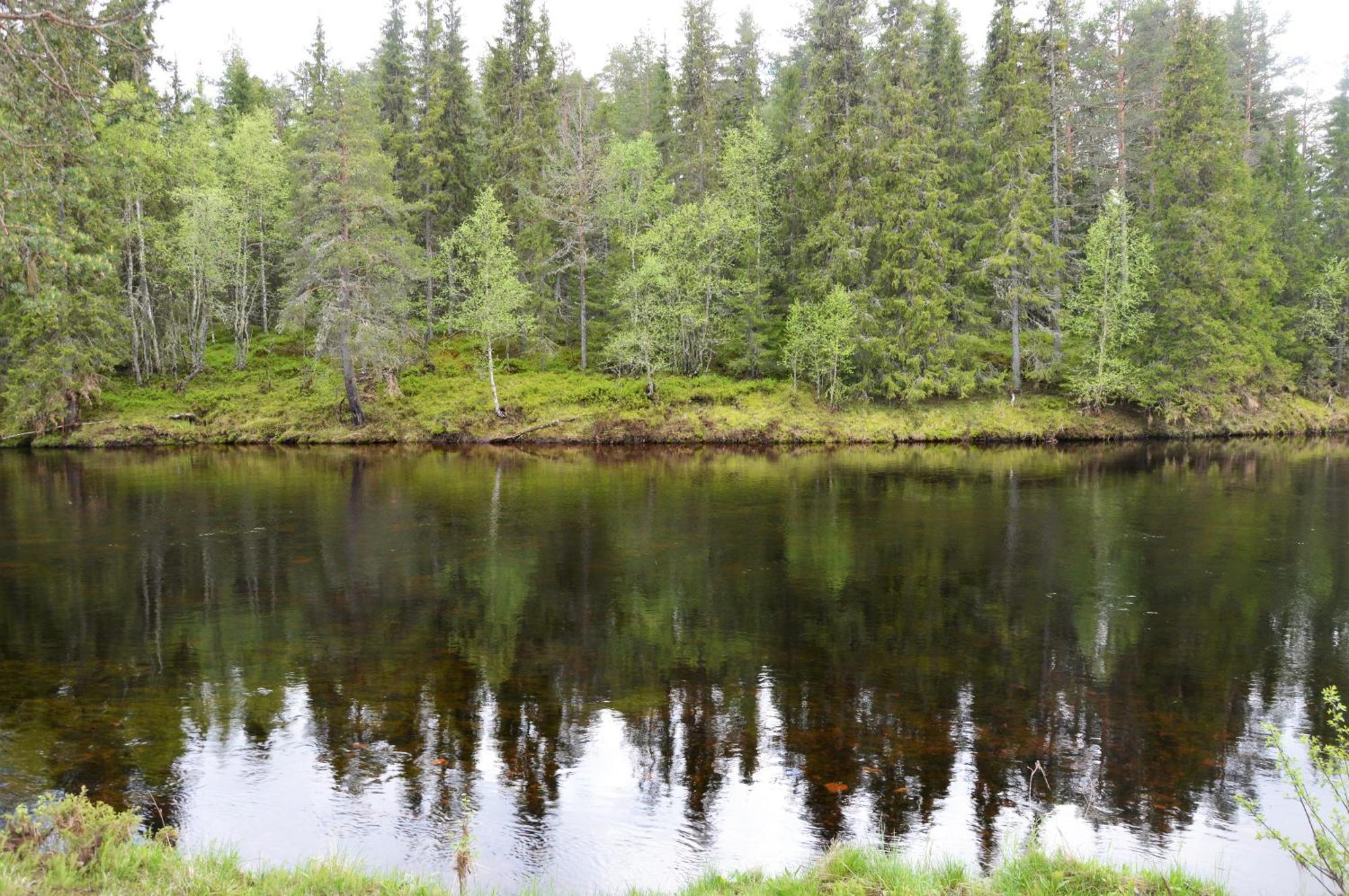 16 - Fulufjellets Nasjonalparker - Natur-, Dyre- Og Fugleopplevelser Ljørdal Exteriér fotografie