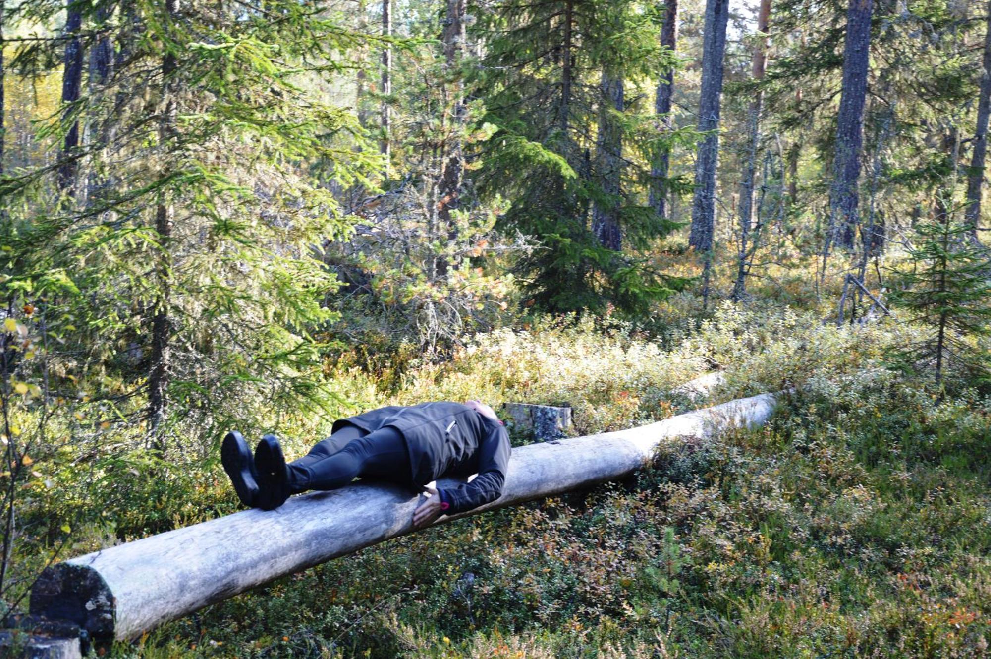 16 - Fulufjellets Nasjonalparker - Natur-, Dyre- Og Fugleopplevelser Ljørdal Exteriér fotografie