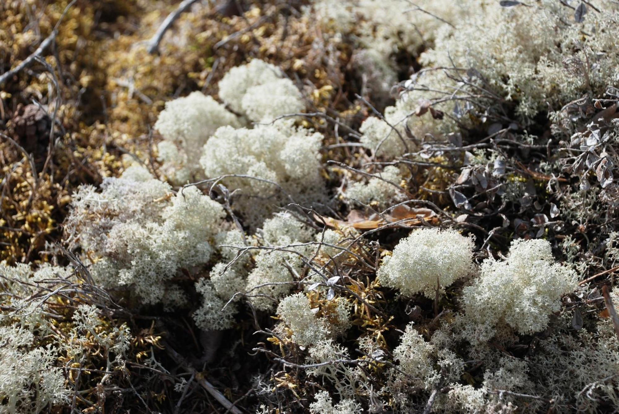 16 - Fulufjellets Nasjonalparker - Natur-, Dyre- Og Fugleopplevelser Ljørdal Exteriér fotografie
