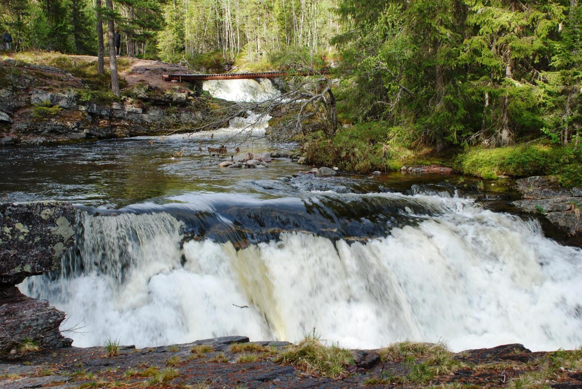 16 - Fulufjellets Nasjonalparker - Natur-, Dyre- Og Fugleopplevelser Ljørdal Exteriér fotografie