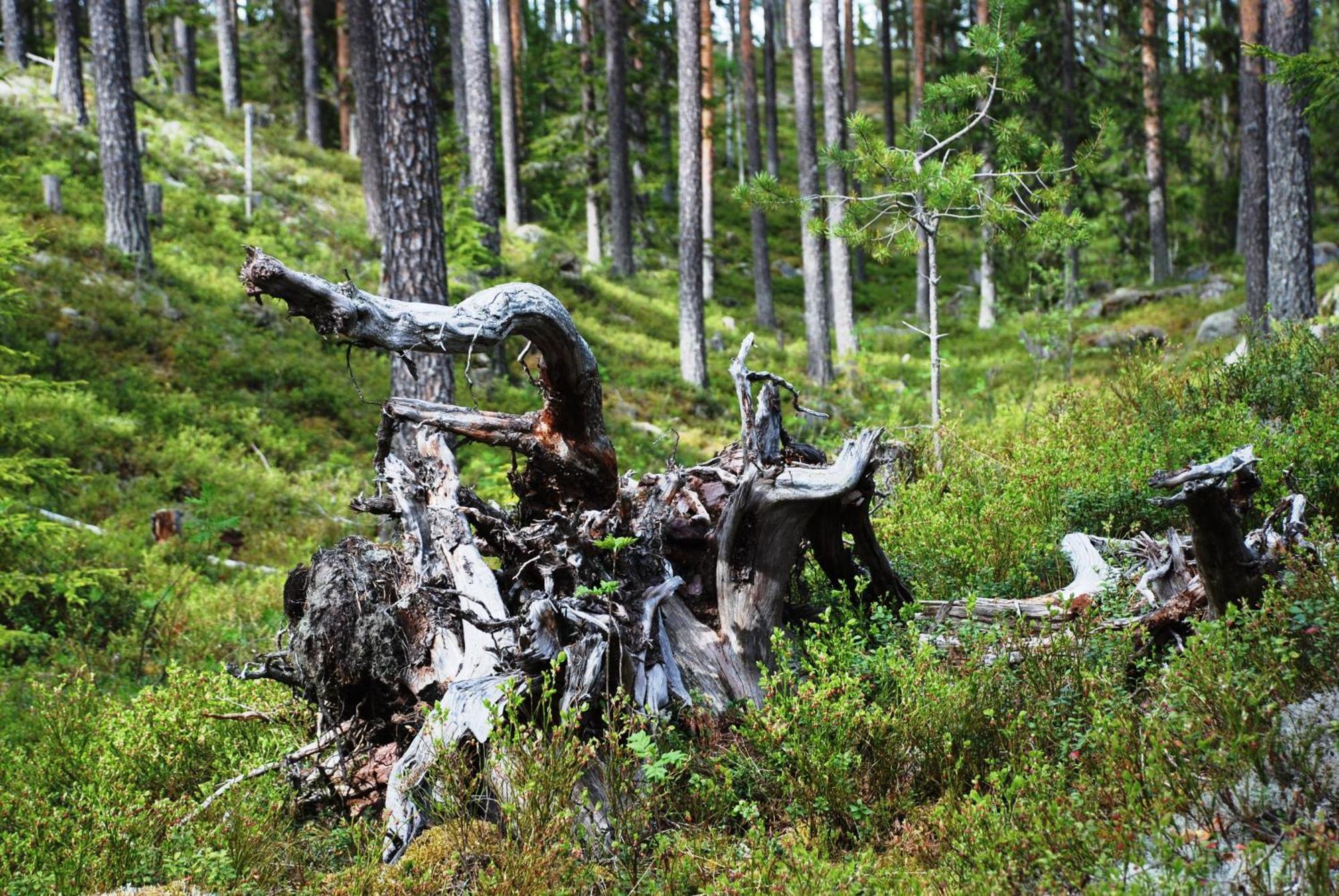 16 - Fulufjellets Nasjonalparker - Natur-, Dyre- Og Fugleopplevelser Ljørdal Exteriér fotografie