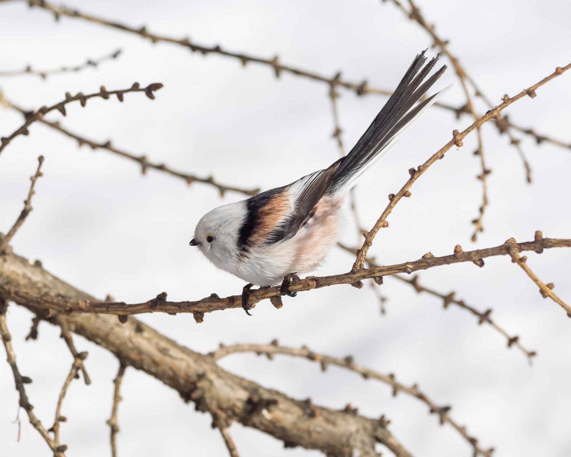 16 - Fulufjellets Nasjonalparker - Natur-, Dyre- Og Fugleopplevelser Ljørdal Exteriér fotografie