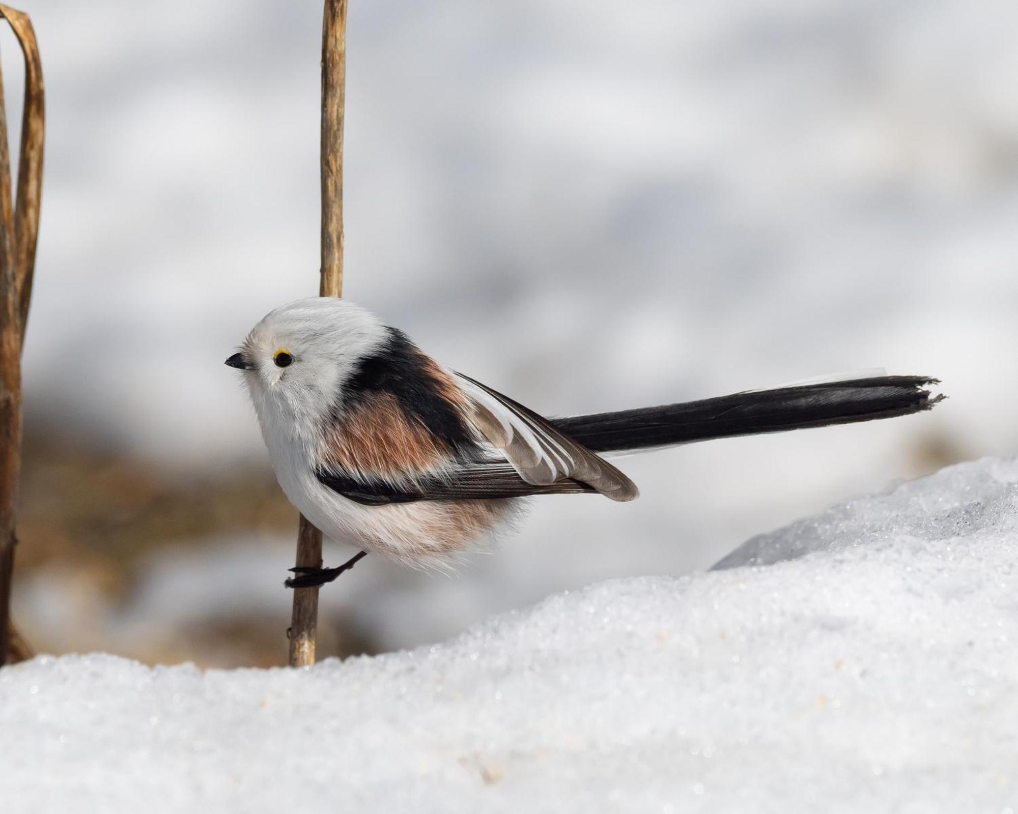 16 - Fulufjellets Nasjonalparker - Natur-, Dyre- Og Fugleopplevelser Ljørdal Exteriér fotografie