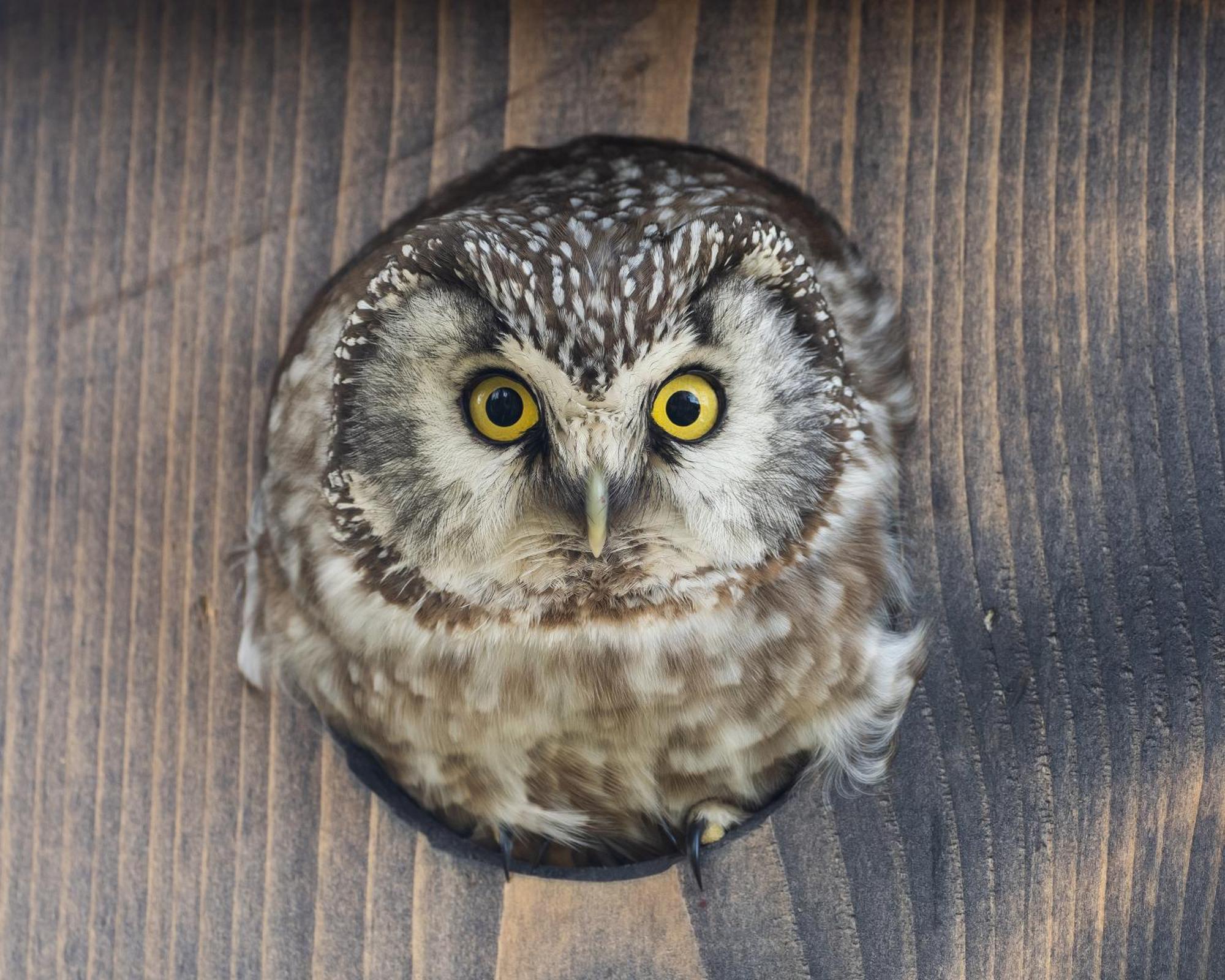 16 - Fulufjellets Nasjonalparker - Natur-, Dyre- Og Fugleopplevelser Ljørdal Exteriér fotografie