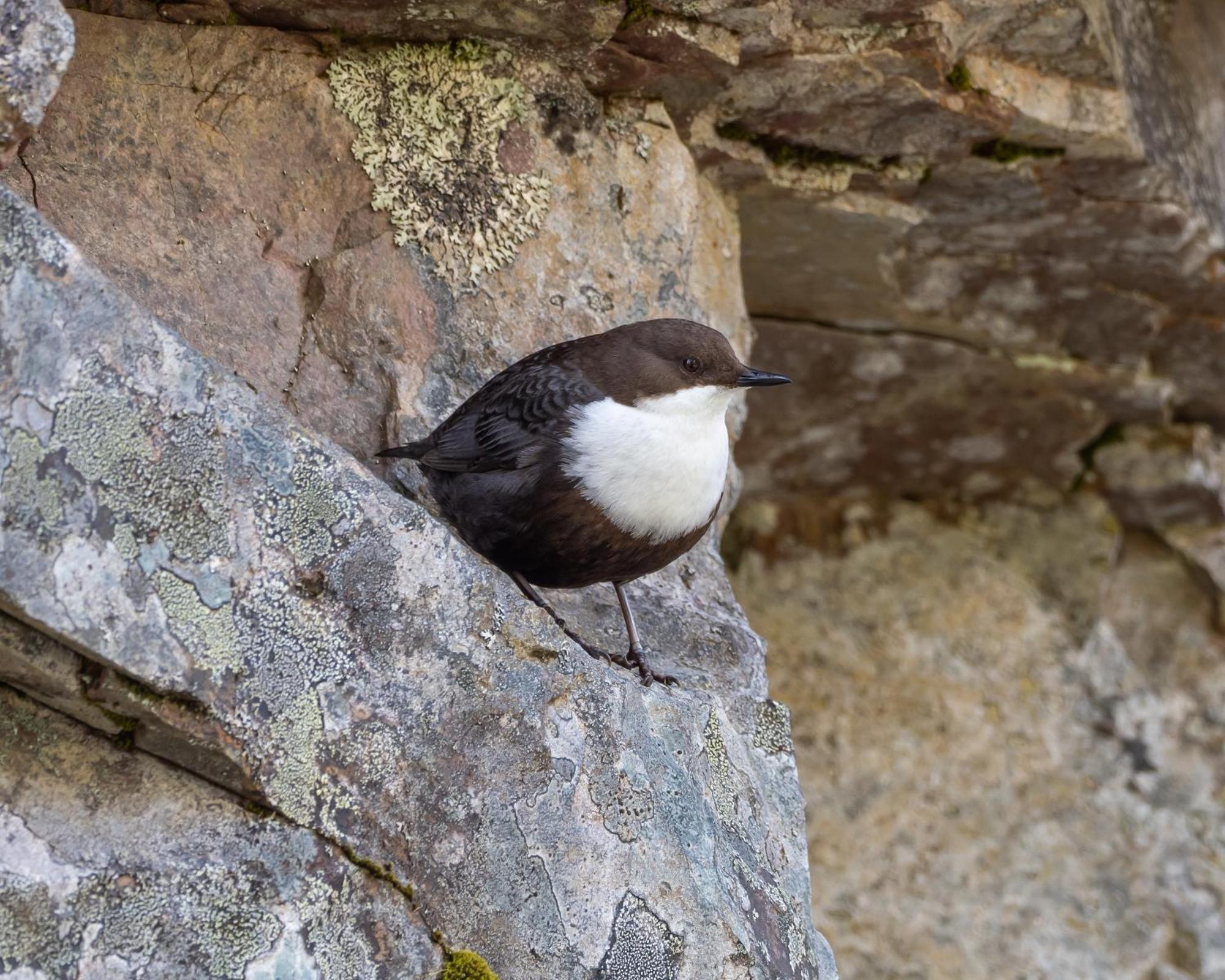 16 - Fulufjellets Nasjonalparker - Natur-, Dyre- Og Fugleopplevelser Ljørdal Exteriér fotografie