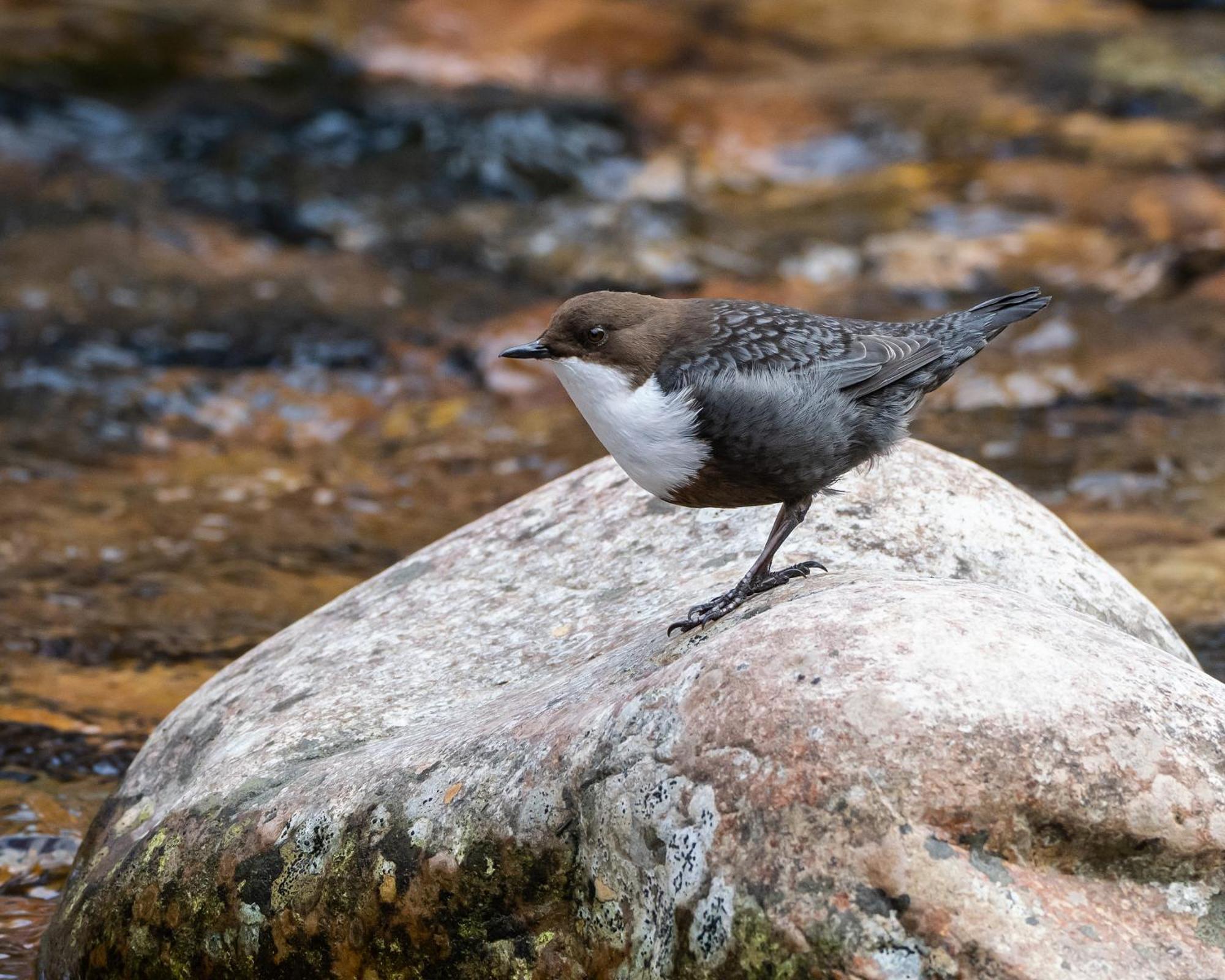 16 - Fulufjellets Nasjonalparker - Natur-, Dyre- Og Fugleopplevelser Ljørdal Exteriér fotografie