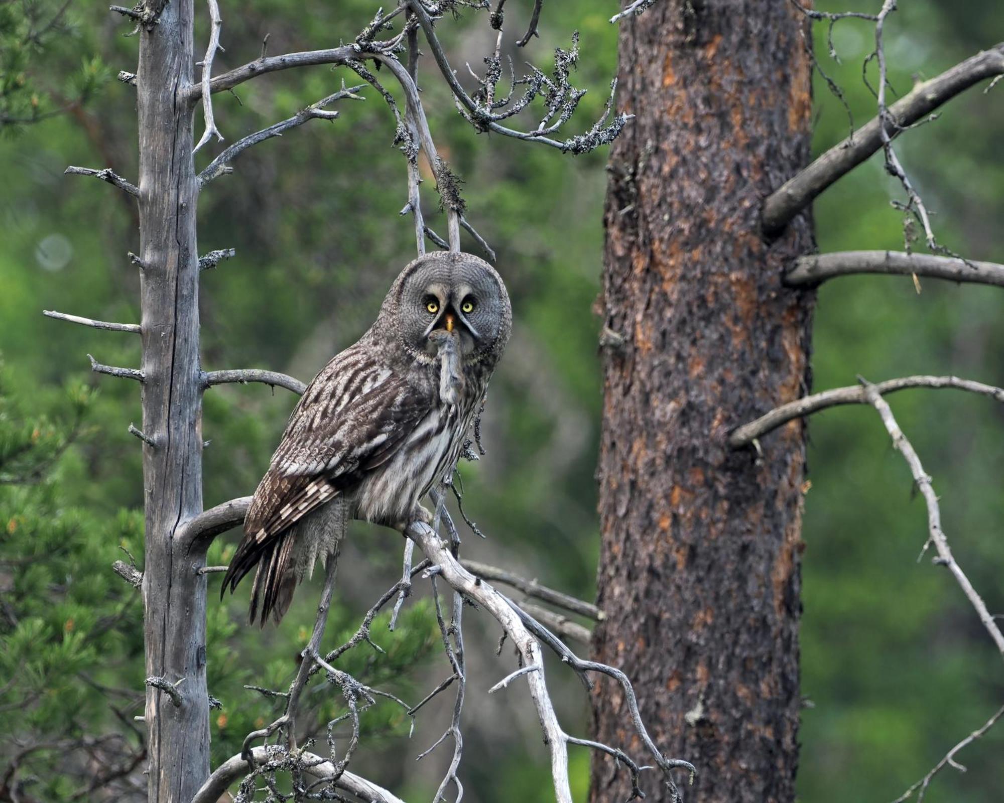 16 - Fulufjellets Nasjonalparker - Natur-, Dyre- Og Fugleopplevelser Ljørdal Exteriér fotografie