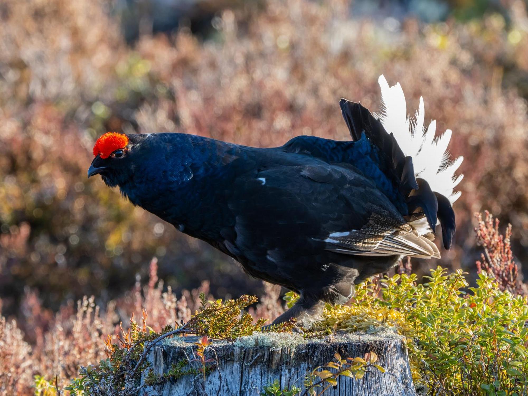 16 - Fulufjellets Nasjonalparker - Natur-, Dyre- Og Fugleopplevelser Ljørdal Exteriér fotografie