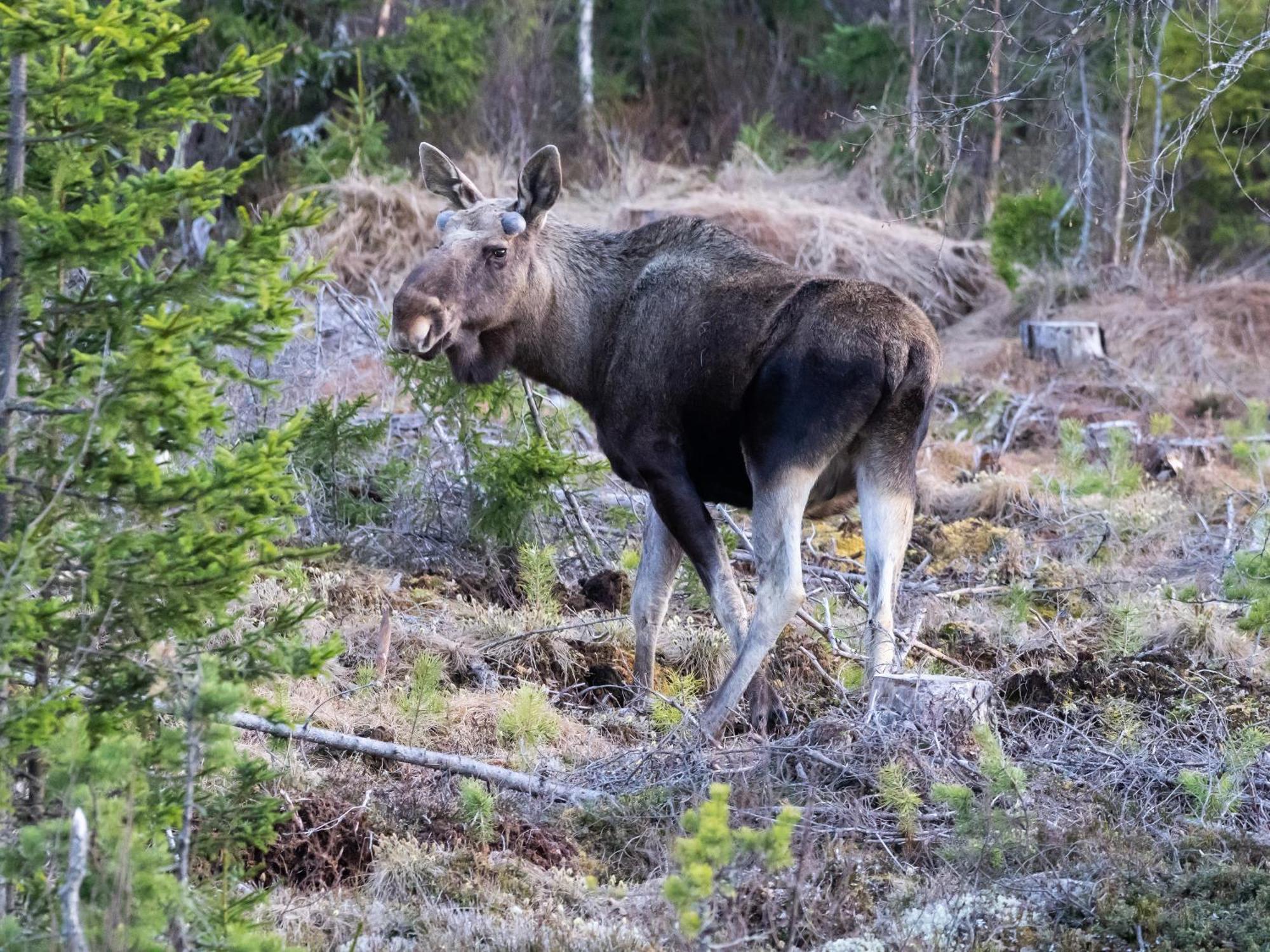16 - Fulufjellets Nasjonalparker - Natur-, Dyre- Og Fugleopplevelser Ljørdal Exteriér fotografie