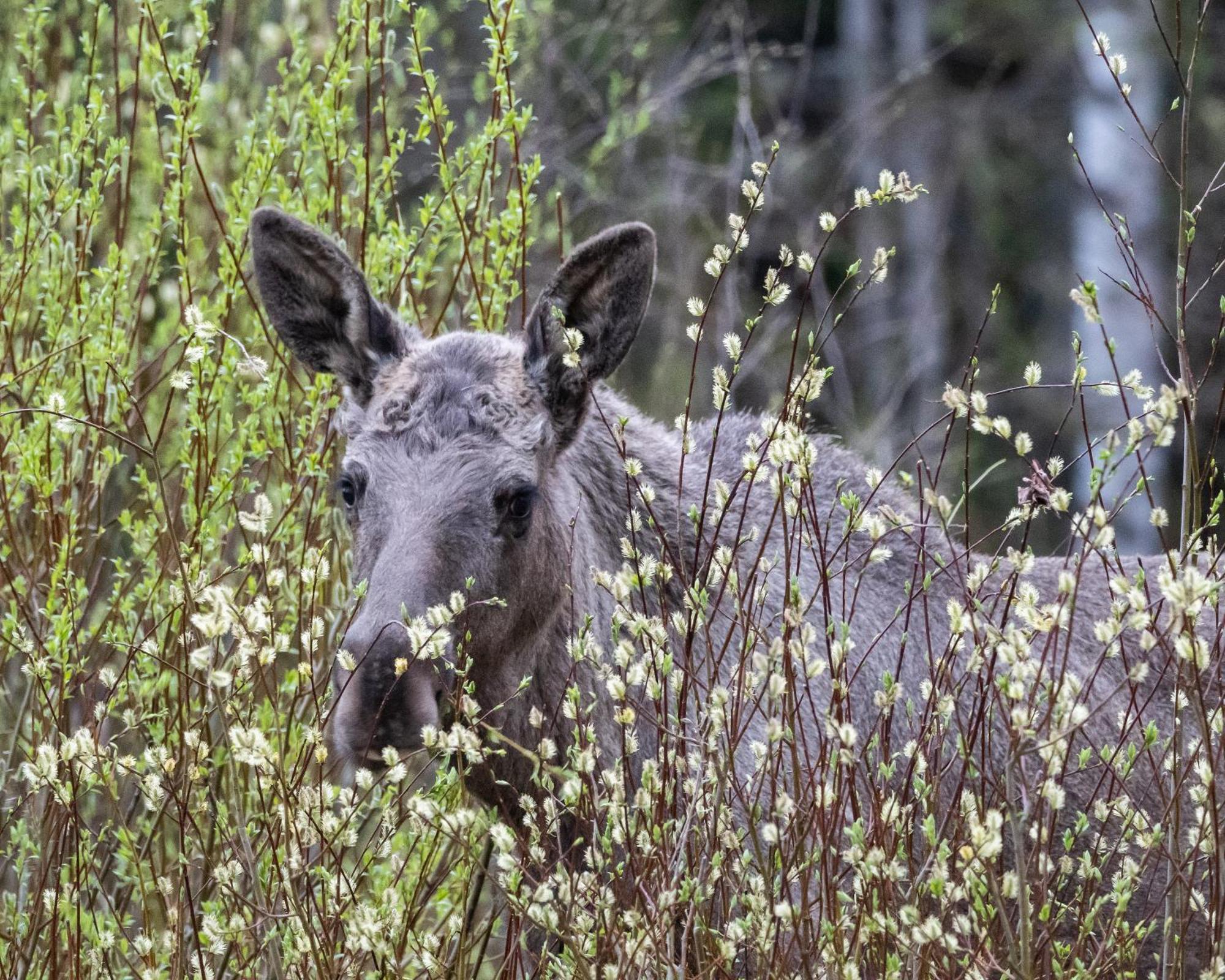 16 - Fulufjellets Nasjonalparker - Natur-, Dyre- Og Fugleopplevelser Ljørdal Exteriér fotografie